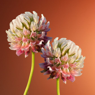 Red clover