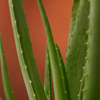 Aloe vera